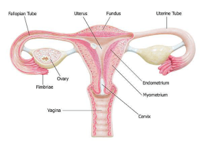 Female reproductive system