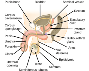 Male reproductive system 1